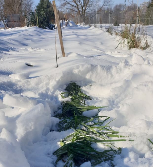 harvesting-under-snow.jpg