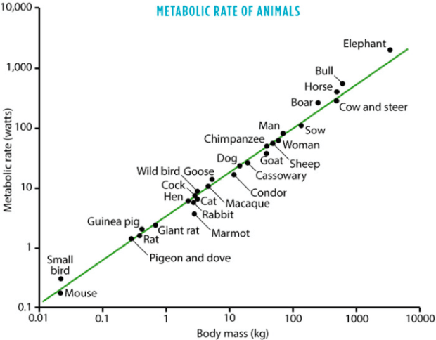 metabolic-rate-of-animals.png
