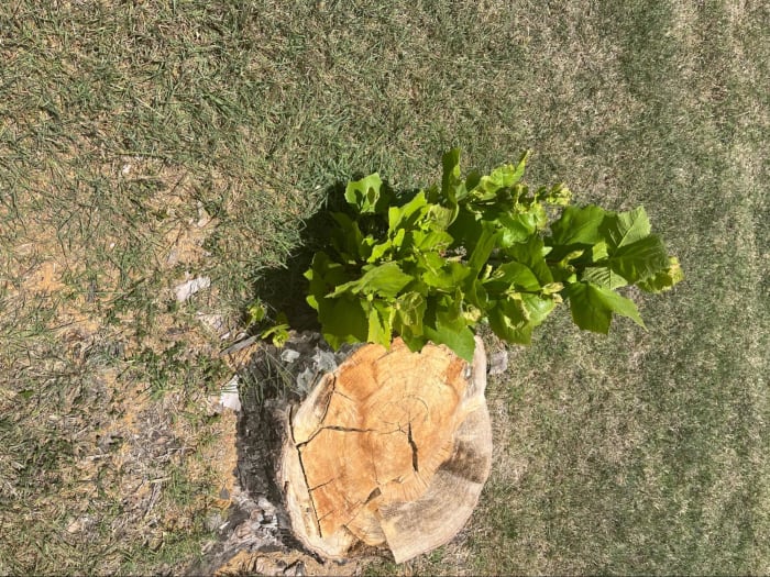 tree growing around a tree stump in Texas