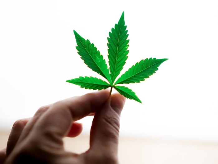 marijuana leaf held up bitcoin finance growth industry