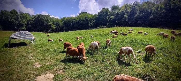 sheep grazing in a summer field