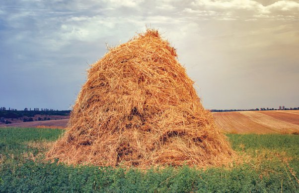 Hay is a pile of straw