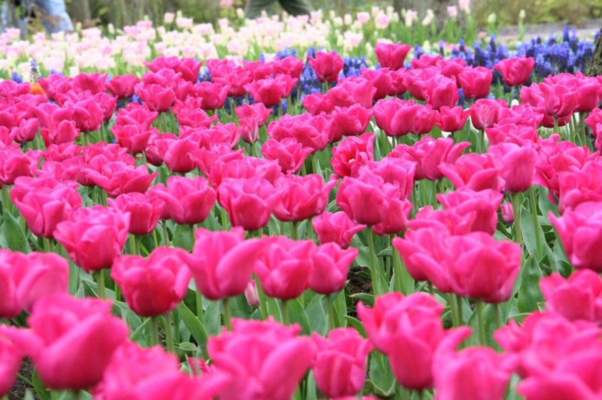 Op-ed - Tulip Mania and Why It Has Nothing To Do With Bitcoin