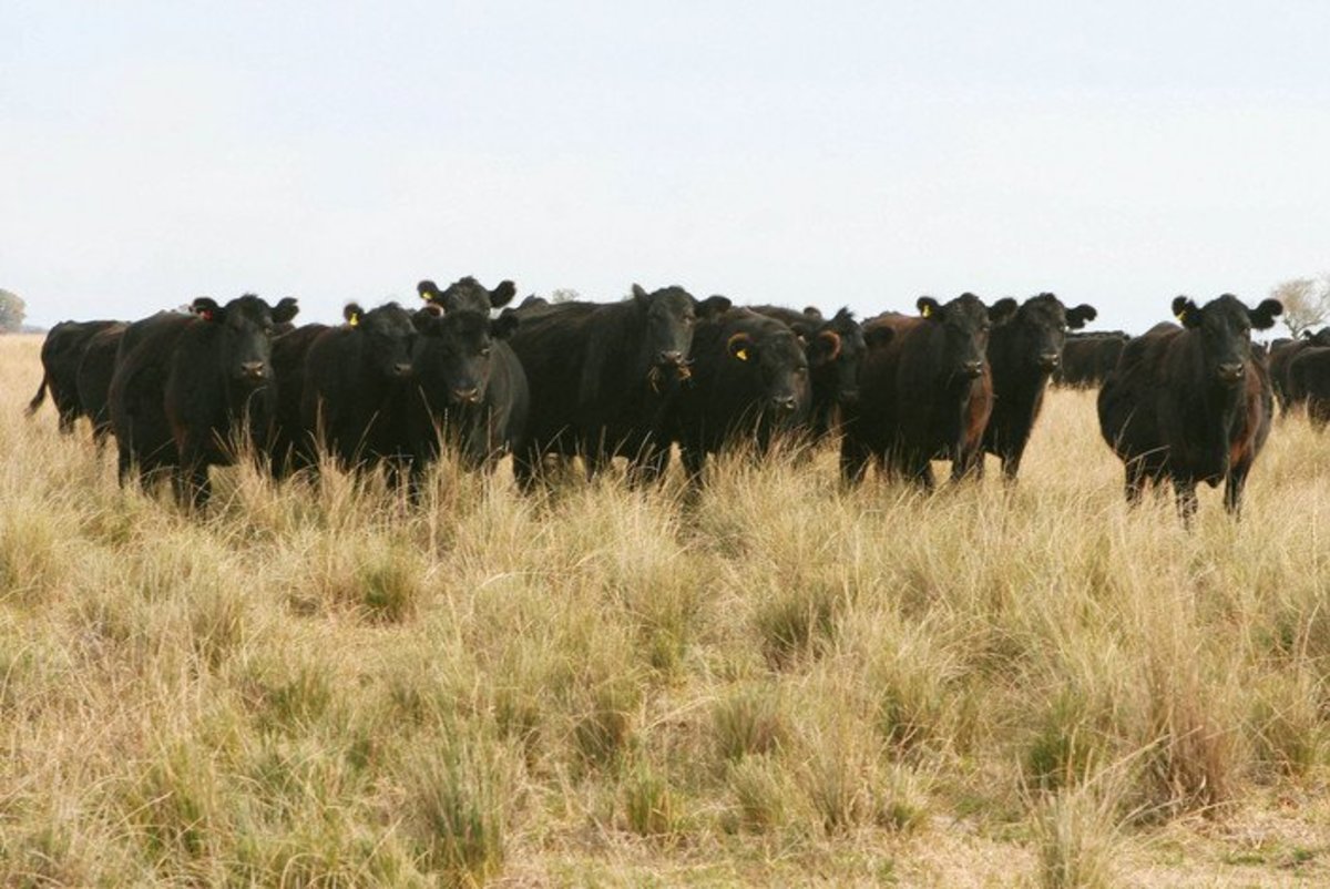 bitcoin costs the climate more than beef farming