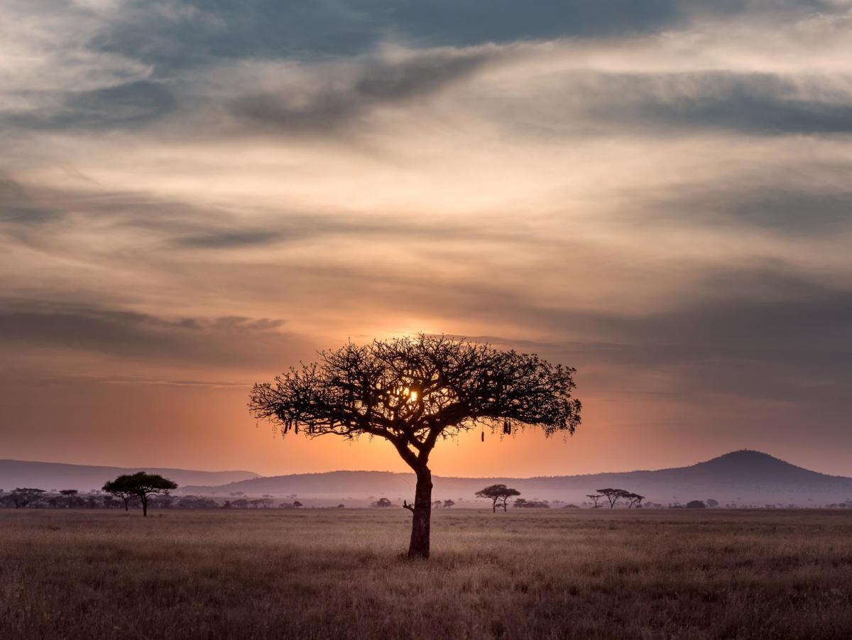 africa plains image