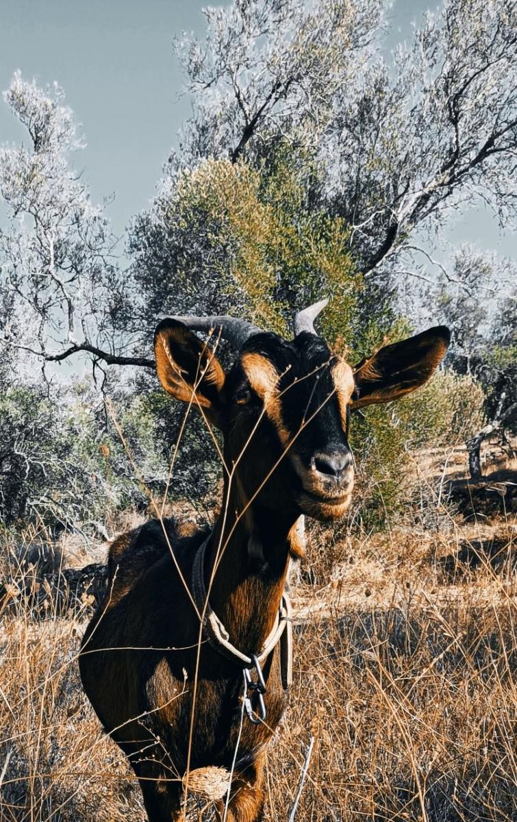 A homesteader successful  Portugal shares her experiences moving  a farm, feeding her household  and supporting a Bitcoin assemblage  done  workshops.