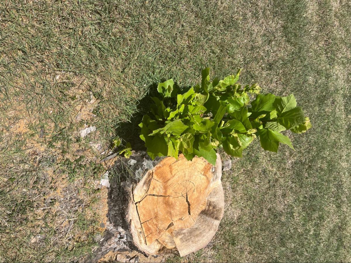tree growing around tree stump in texas