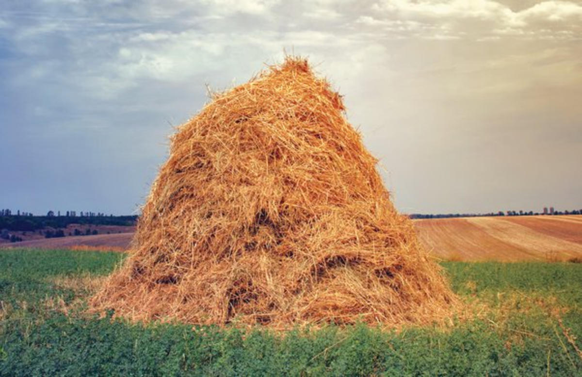 Hay is a stack of straw