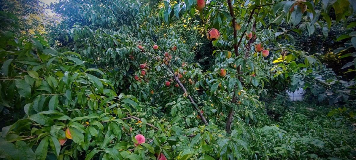 homesteader food forest peaches