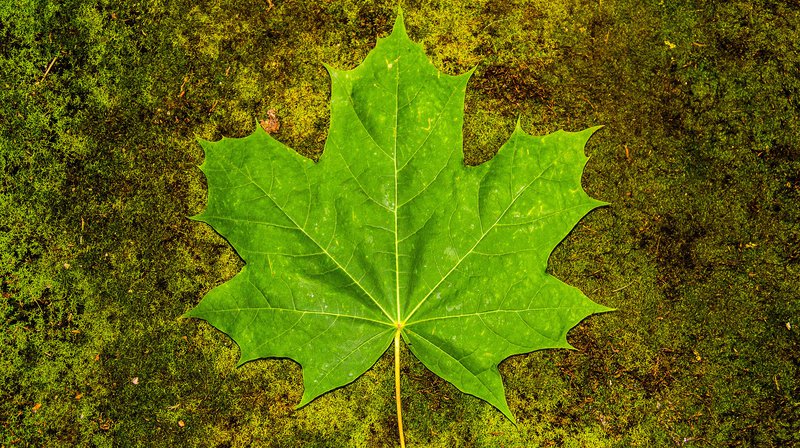 Op Ed: Planning an ICO in Canada? Here are 10 Regulatory Points to Ponder 1