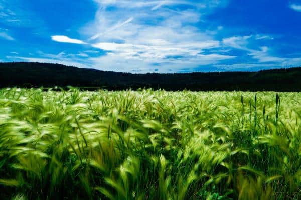 We Need Our Farmers, Our Farmers Need Bitcoin 4